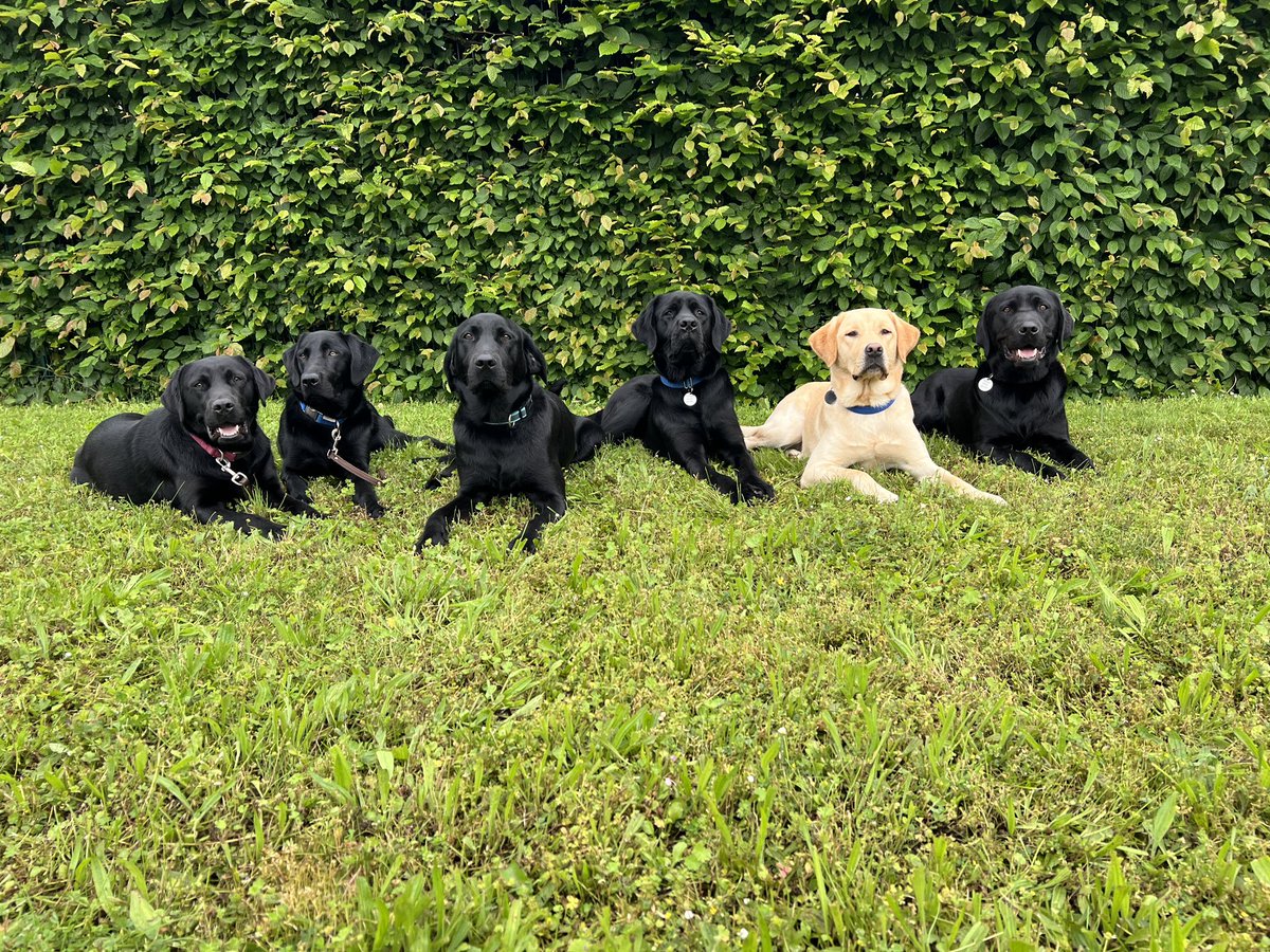 Chiens Guides de l'Est tweet media
