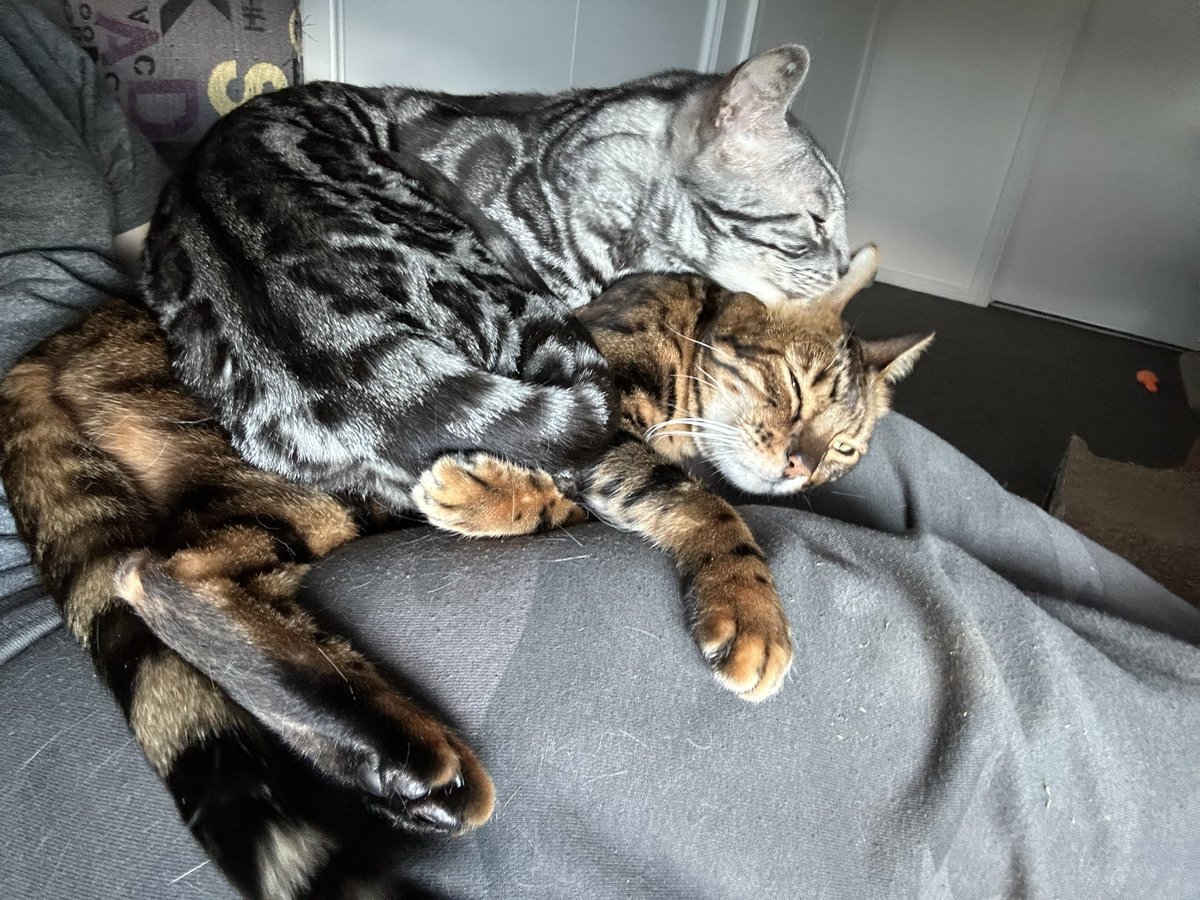 Bel_okS's tweet photo. Cat paralysis. 😂
#catlife https://t.co/q8n5pJHK94