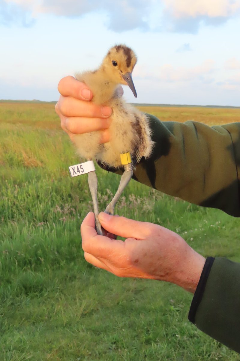 Welkom x45 dat je maar goed groot en sterk gaat worden. #wulp #Terschelling <a href="/vogelnieuws/">Vogelbescherming NL</a> <a href="/staatsbosbeheer/">Staatsbosbeheer</a>