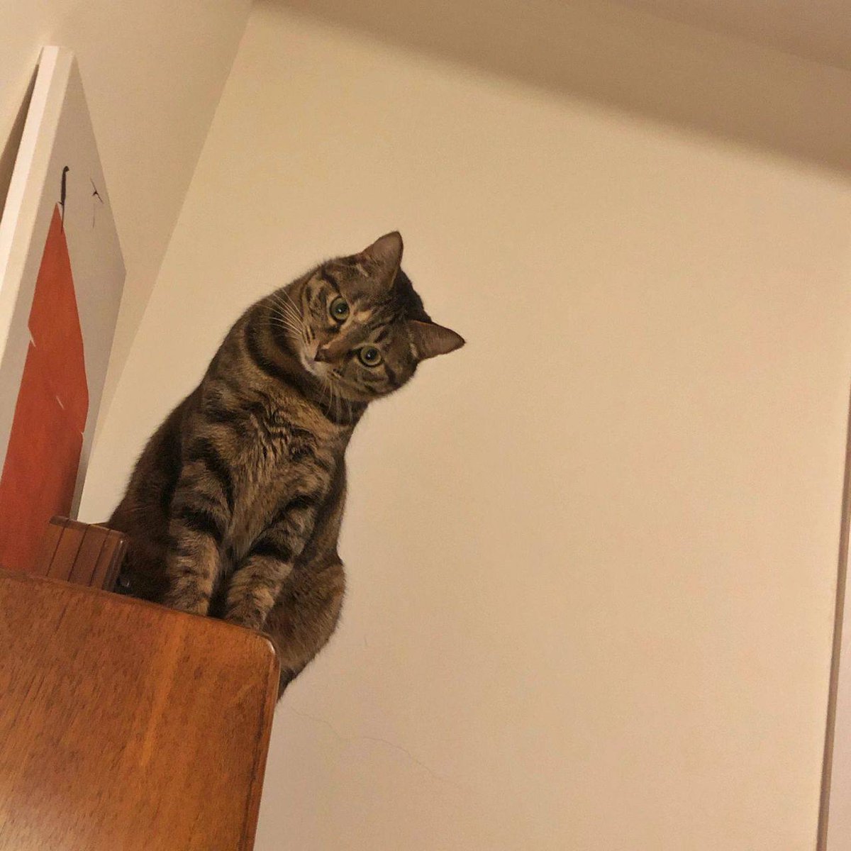 今日も猫ちゃんとまったり😊🐱