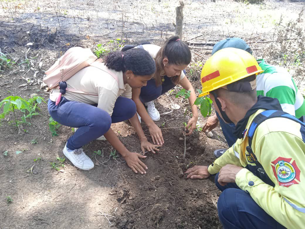 CDCESucre's tweet photo. En el marco del nuevo Plan Estratégico Nacional Agrícola 2024-2025, estudiantes del CE "Ramón de León" participaron en la jornada de reforestación en la parroquia San Fernando del municipio Montes, en el 18° Aniversario de la Misión Árbol.
@nicolasmaduro
#PuebloMaduroEnPaz https://t.co/sDJyrrdZgl