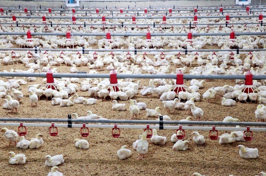 wangjingji77754's tweet photo. A modern broiler house with an automatic feeding System.
#Farmlink🐓🐓🐓 https://t.co/PYtu3gqpxf