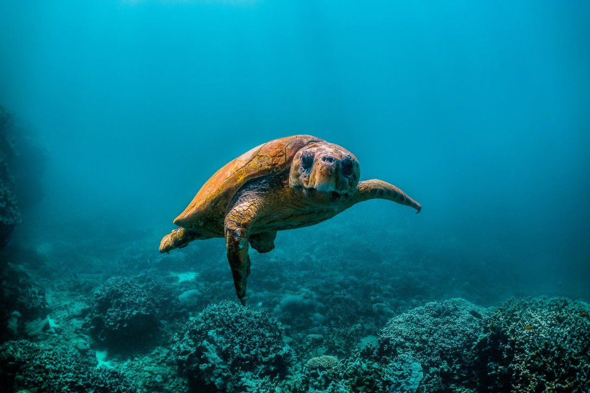 A healthy planet &amp; liveable future for all is still possible, but we must take urgent action now. Today on #WorldEnvironmentDay we are reminded that we all are #GenerationRestoration. IMO joins the <a href="/UN/">United Nations</a> family in playing its part in protecting the marine environment.