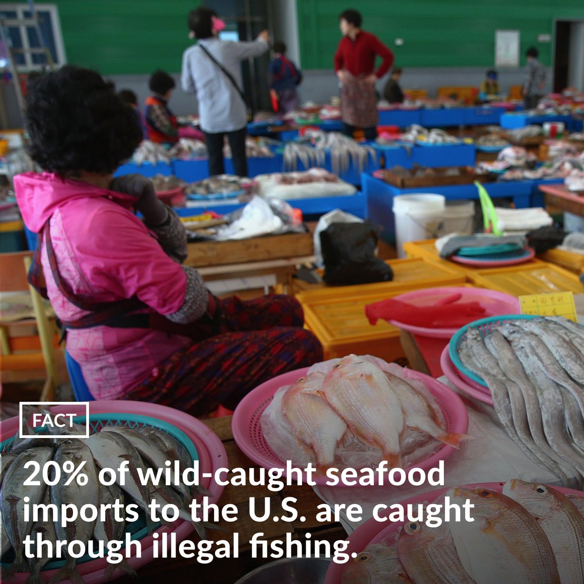 pewenvironment's tweet photo. Governments must work together to fight illegal, unreported, and unregulated fishing (#IUU) for the health of our ocean.

On #IUUDay, here are a few reasons why: https://t.co/gnh4iKvQif

📸
1: FIFA via Getty Images
2: Oleh_Slobodeniuk/Getty Images
3: Andrés Pérez Wittmann/Getty https://t.co/7XsdpXZuW6