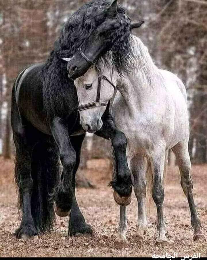 هاندي tweet media