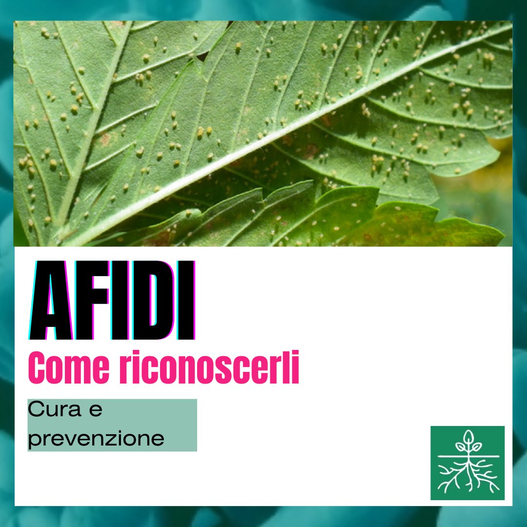 GrowWeCesena's tweet photo. #Afidi, sai come riconoscerli e combatterli? Con questo post imparerai a farlo!
Puoi leggere di più sulla lotta di #parassiti e #malattiefungine qui https://t.co/y1gO0FEAaL
📍Piazza dei Partigiani, 18, Cesena 📍
#WeGrow #piante #prevenzione #cura #giardinaggio https://t.co/9xX6QK7psh