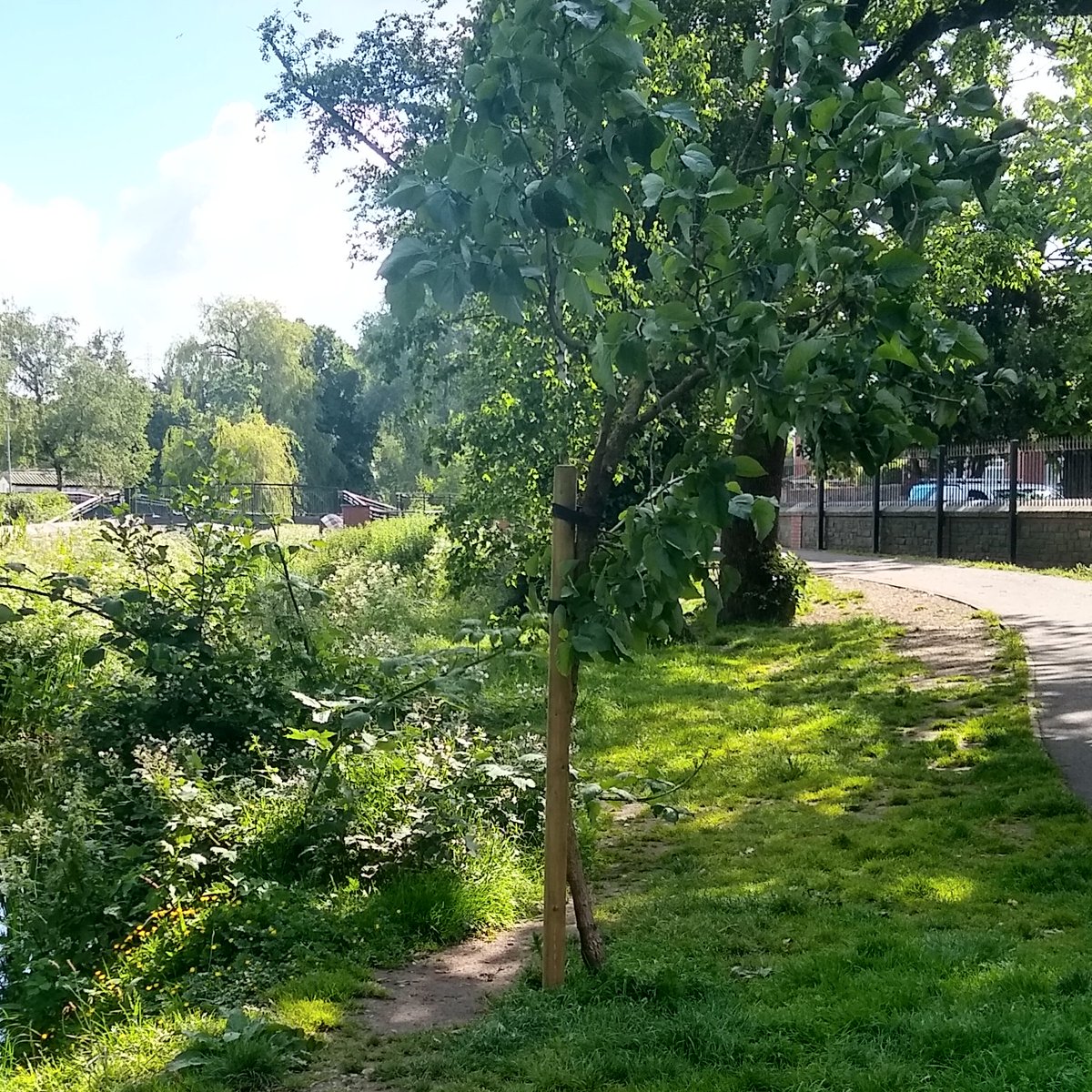 Today's a good day, the little tree's new support is in!

Thank you <a href="/cardiffcouncil/">Cardiff Council</a> #quickquery &amp; Parks teams for listening, doing &amp; supporting us in caring for our urban trees &amp; green spaces.

Thanks too from the little tree to everyone here who supported its plea for help.