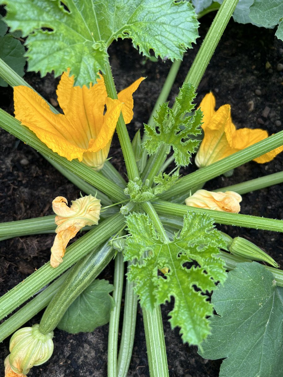 Our polytunnel is starting to take shape for summer with courgettes and 🍅🍅well on the way.

Interested in growing your own food? Find out how at our gardening sessions <a href="/TheAlbanySE8/">Albany Deptford</a> on Tuesdays and Thursdays. 

More info here: thealbany.org.uk/projects/come-…