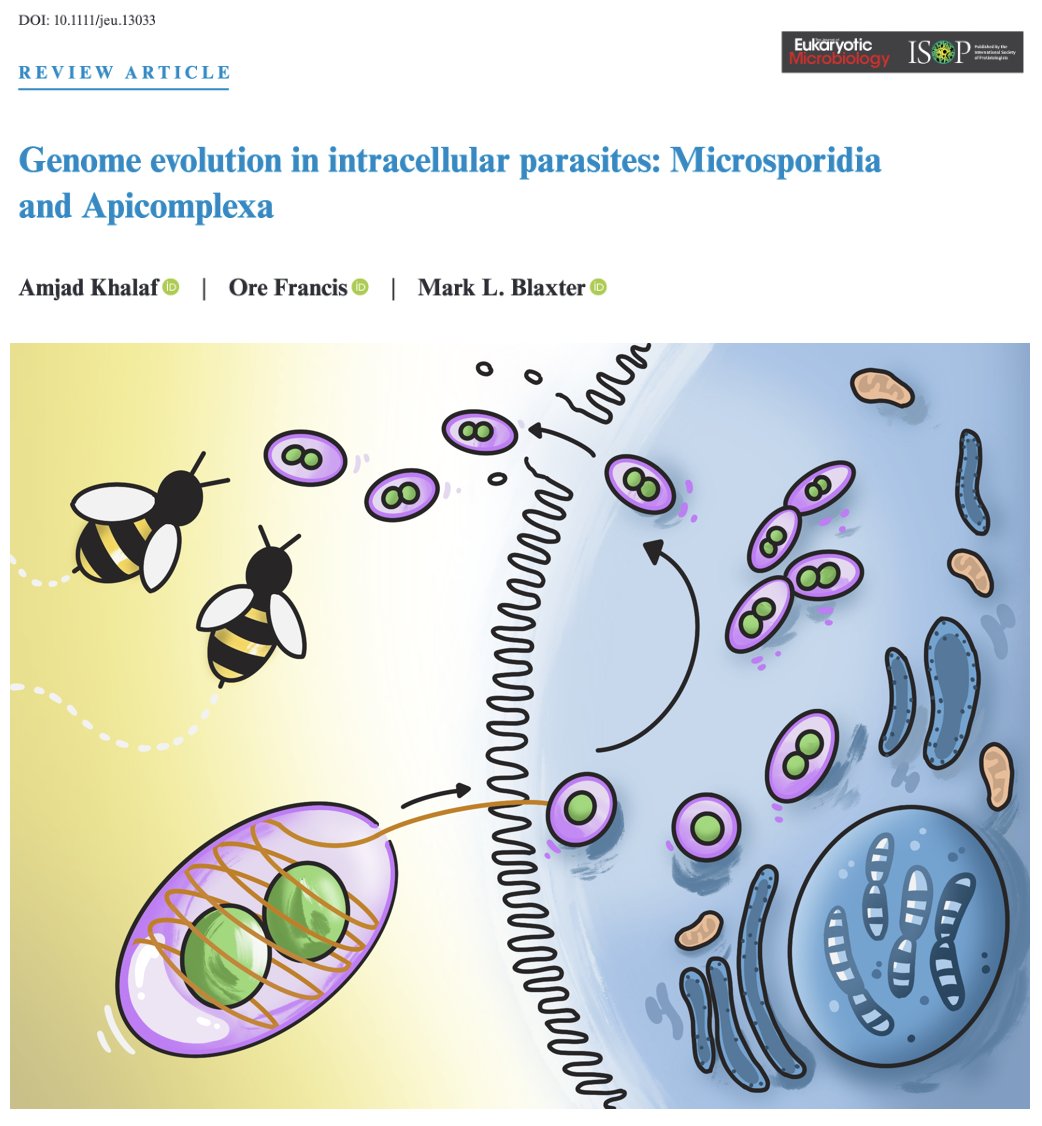 Amjad Khalaf (@khalafamjad1) on Twitter photo Our review "Genome evolution in intracellular parasites: Microsporidia and Apicomplexa" is now out in <a href="/JEukMicro/">Journal of Eukaryotic Microbiology</a>! This could not have been possible without <a href="/orefrancis/">orefrancis</a> and <a href="/blaxterlab/">Blaxter Lab</a> <3 - art by me and the talented <a href="/petrathepostdoc/">Petra Korlevic</a> Our review "Genome evolution in intracellular parasites: Microsporidia and Apicomplexa" is now out in <a href="/JEukMicro/">Journal of Eukaryotic Microbiology</a>! This could not have been possible without <a href="/orefrancis/">orefrancis</a> and <a href="/blaxterlab/">Blaxter Lab</a> <3 - art by me and the talented <a href="/petrathepostdoc/">Petra Korlevic</a>
