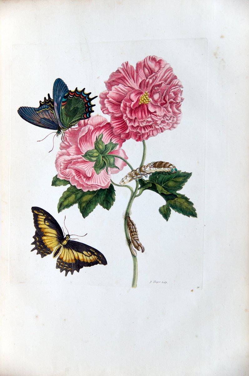 As today is #WorldSwallowTailDay we are sharing this lovely engraving of androgeus or queen swallowtails on a rose in Maria Merian's insects of Surinam. The edition in our #specialcollections was published in 1726.
#womensart #enthist