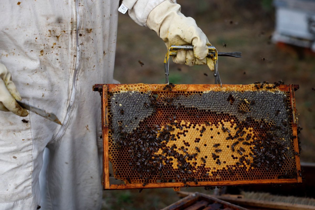 Paralelo20's tweet photo. #DiadePodcast🎧
¿Sabías que hay unas 20mil especies de abejas? 
José Llaxacóndor de @Laabejaviajera habla de este importante insecto y de cómo hay cuidarlos ahora que empieza el calor, ya que están en peligro por varios factores 
Escucha ▶https://t.co/Rc3f4VKGS4 https://t.co/zKKnmrGfwO