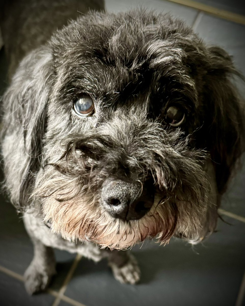 djwskyblu's tweet photo. If it’s possible, credible or logical to love too much then I’m 100% guilty 🩵🐾🐾🩵😍😘 Mollie Zaba #MCFCCockapoo https://t.co/AvBlPWnxhU