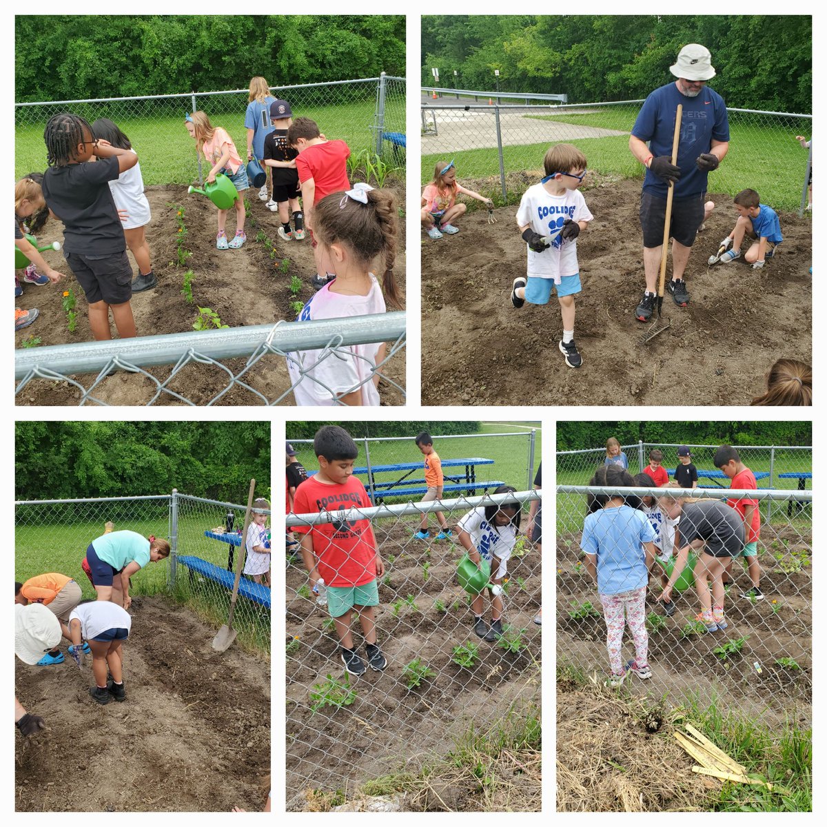Garden club planted our garden today! <a href="/stark_kellie/">Kellie Stark</a> <a href="/CoolidgeCougars/">Coolidge Cougars</a> #livoniapride