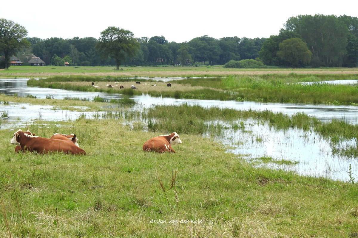 BekiekTwente's tweet photo. Koeien en schapen langs de prachtige meanderende Regge in #Notter en #Zuna.
#Wierden #Twente #BekiekTwente https://t.co/Bza30qZsBT
