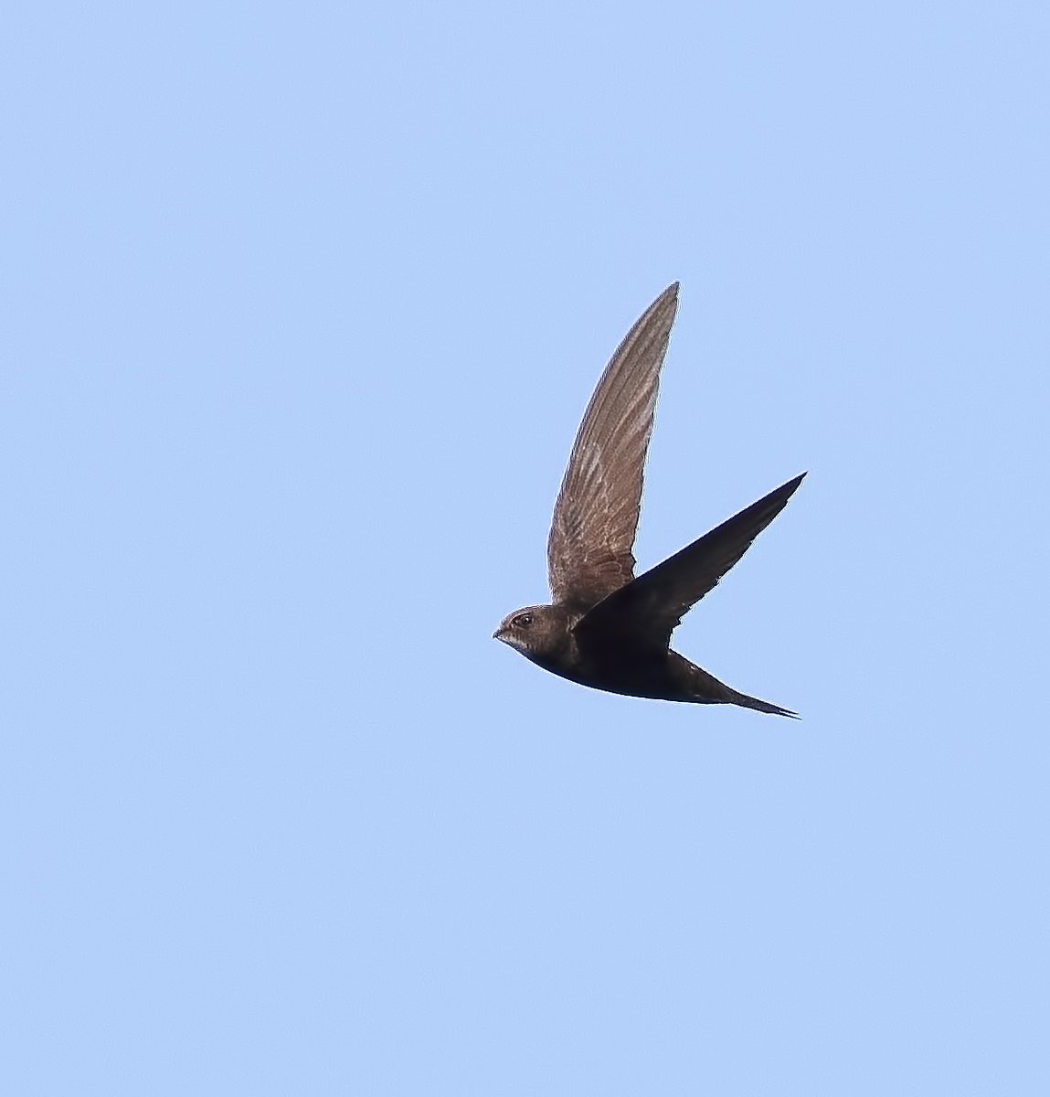 RSPB Langford Lowfields (@rspblangford) on Twitter photo Just to confirm, there will be no access to our car park tomorrow (6th June) as the pot-holed track is being levelled & re-graded. Hopefully any inconvenience will be off-set by the smooth track awaiting you on your next visit. 400 swifts on site yesterday! Photo <a href="/StuartCarlton48/">Stuart Carlton</a> Just to confirm, there will be no access to our car park tomorrow (6th June) as the pot-holed track is being levelled & re-graded. Hopefully any inconvenience will be off-set by the smooth track awaiting you on your next visit. 400 swifts on site yesterday! Photo <a href="/StuartCarlton48/">Stuart Carlton</a>