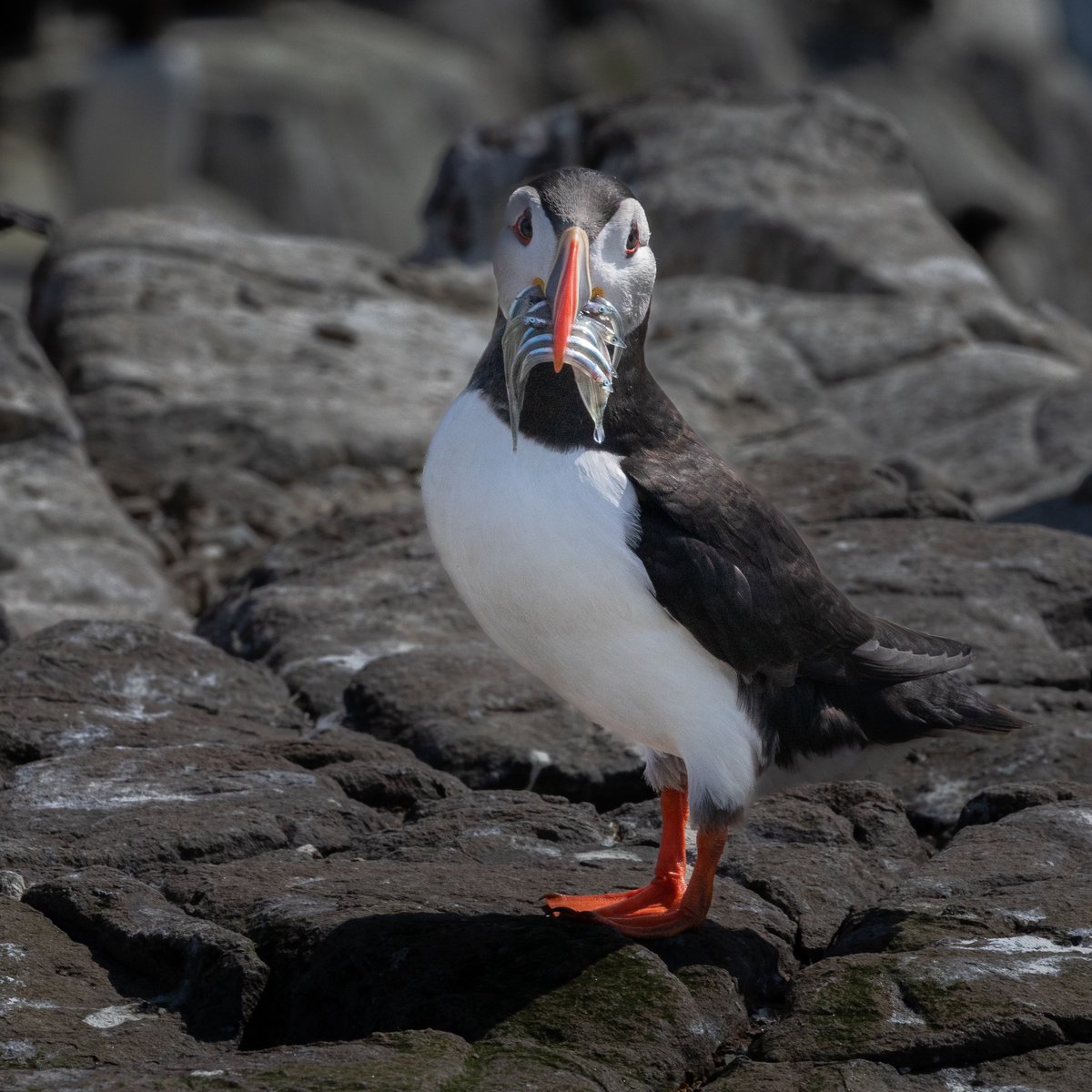 InstPhotography's tweet photo. Puffin by IOP Member Steve McDiarmid https://t.co/haxQdwnnMN