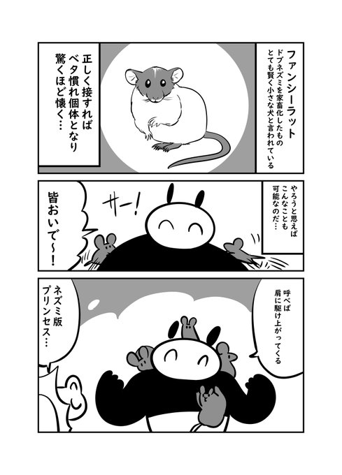 ドブネズミは驚くほど懐くって知ってた? 1/4 