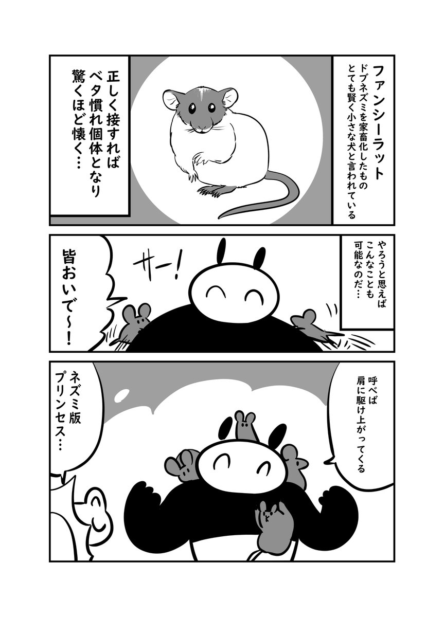 ドブネズミは驚くほど懐くって知ってた? 2/4 
