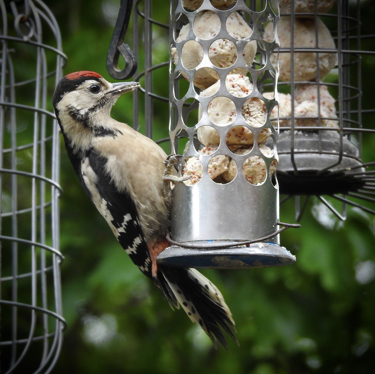 bernoid's tweet photo. GSW kids on the feeders now. Along with lots of other juveniles. Lovely to observe. #lookingatbirds #greatspottedwoodpecker https://t.co/7cJZUwxy0d