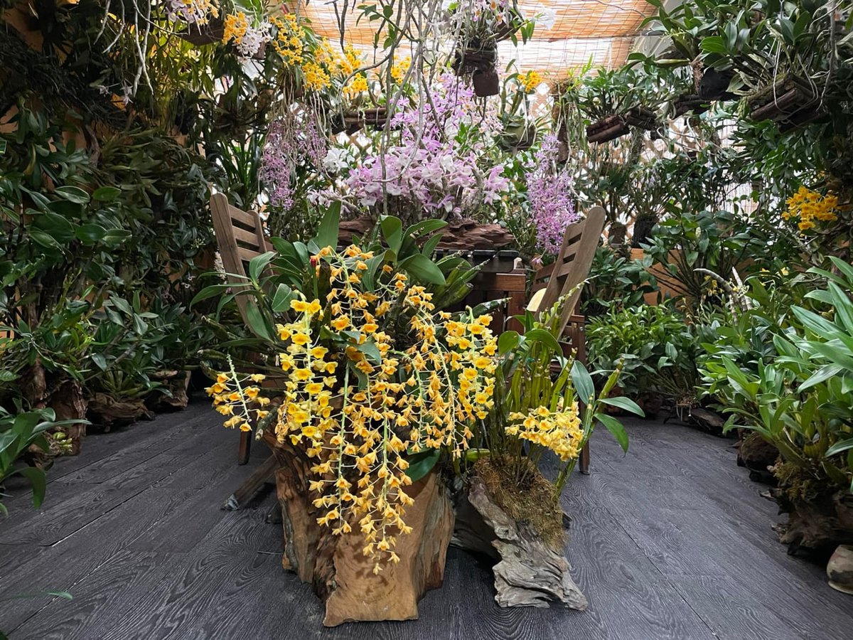 giasophea's tweet photo. Wherever Life plants you, Bloom will grace 🌸 https://t.co/snpcKRtYTT