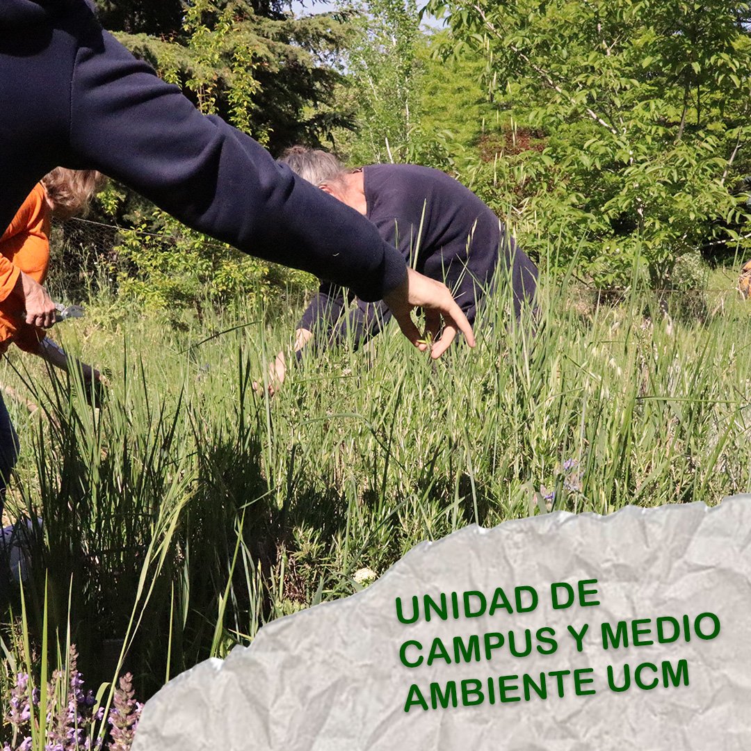🌱 #DíaInternacionalDelMedioAmbiente  #NuestrasTierrasNuestroFuturo

🌍 Como comunidad universitaria disponemos de un pedacito del planeta: nuestros campus y sus zonas verdes, nuestra casa. 

♻️ Desde <a href="/unicomplutense/">Complutense</a> tomamos acción y nos unimos a  la #GeneraciónRestauración