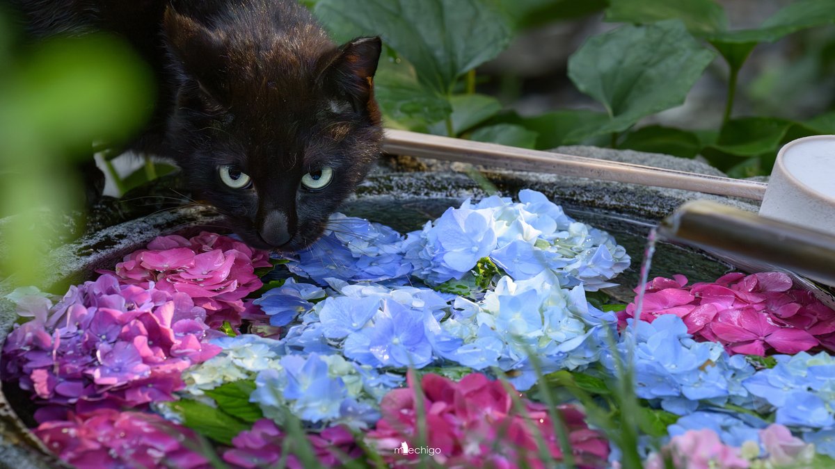 neko_m_echigo's tweet photo. 紫陽花の浮かぶ水鉢で水分補給。
#猫 #紫陽花 #cat https://t.co/uJs87QkPmJ