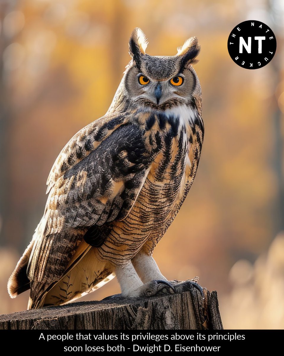 thenatetucker's tweet image. Be as wise as an owl today‼️

💁🏽‍♂️ A people that values its privileges above its principles soon loses both - Dwight D. Eisenhower 😍🔥🔥🔥🔥

#motivation #motivational #motivationalquotes