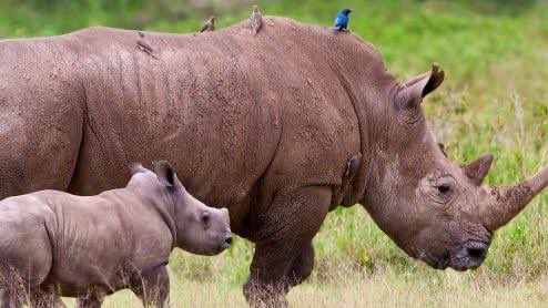 Protecting Wildlife through NFTs is a transformative movement that utilizes the power of blockchain technology to support anti-poaching efforts in Africa.

It represents a fusion of art, technology, and activism, mobilizing global resources and attention to preserve the planet’s