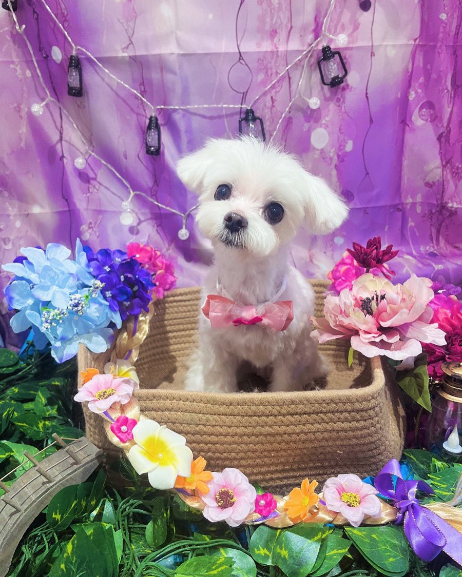 luvangelinaluv's tweet photo. Annabelle's Bath🛀and Haircut✄✃✄ Day♥️

#malteseannabelle
#maltese
#マルチーズ
#犬のいる暮らし https://t.co/YC1Mtvnyft