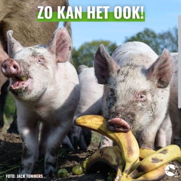 Vorige maand bezochten we met ons team van Compassion in World Farming Nederland de boerderij van Kees Scheepens. Een geweldige ervaring bij een inspirerende varkensboer die zijn dieren het best denkbare leven gunt. Lees hier het verslag: lnkd.in/ehZQMnW7