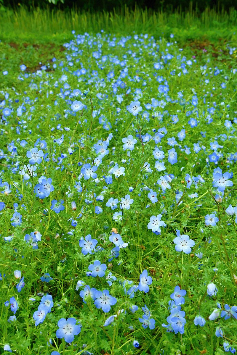 no0point's tweet photo. ネモフィラ✨熊谷スポーツ文化公園✨埼玉県熊谷市

※５月撮影

#埼玉県 #熊谷市 #公園 #花 #flower #キリトリセカイ #風景写真 #空 #Photography #ファインダー越しの私の世界 #写真の奏でる私の世界 #写真好きな人と繋がりたい #TLを花でいっぱいにしよう https://t.co/OsAQMcmHiJ