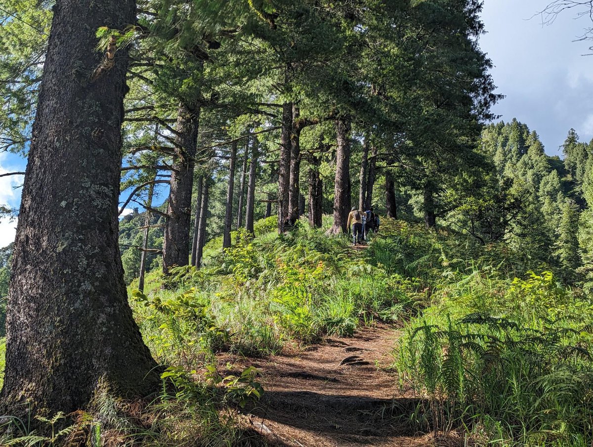 Let's celebrate Uganda's beauty as the Pearl of Africa on World Environment Day! Check out this lovely tale about the significance of trees to the planet. storymaps.arcgis.com/stories/b985dd…