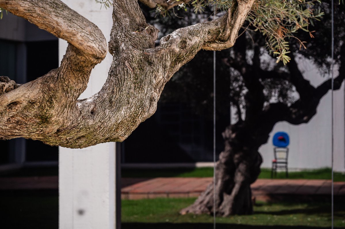 ✨ Vine al #SolsticiSert aquest diumenge! ✨

🏛️ Una oportunitat única de contemplar l'#arquitectura de l'edifici de la #FundacióMiró amb llum natural, tal com Sert la va concebre.

👓 Això sí, et tocarà matinar: obrirem de 6 a 9 h del matí. fmirobcn.org/solstici-sert-…