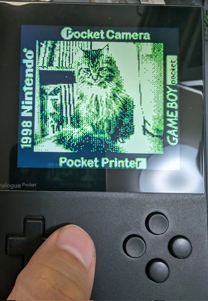 メインクーンといっしょ tweet media