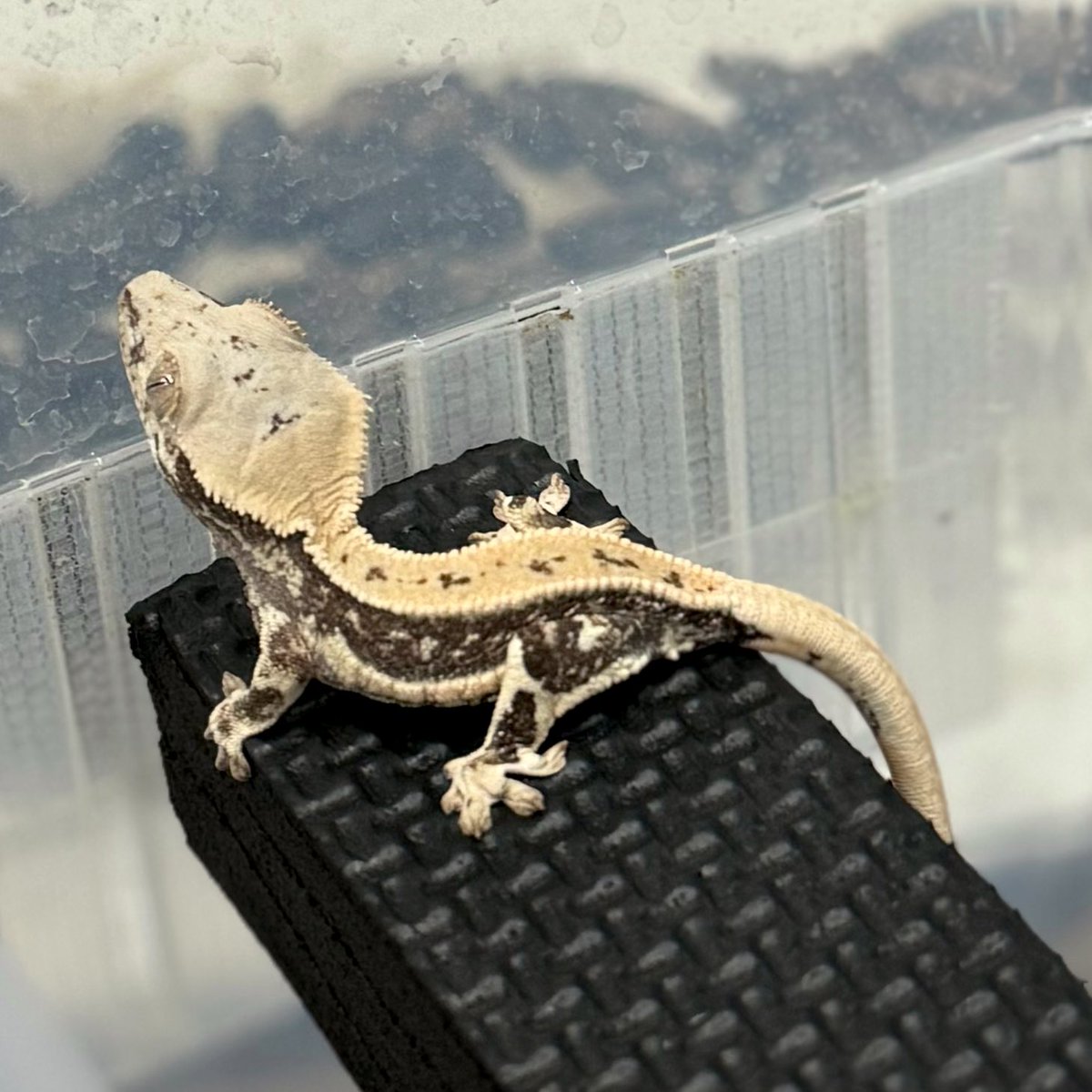 RadEye_Cresties's tweet photo. 6/4生まれの子✖️2
と
#JAMBLE に間に合うであろう期待の子✖️2
#クレステッドゲッコー
#crestedgecko
#redlilly #lillywhite
#RadEye https://t.co/Fm9OgNfuVZ