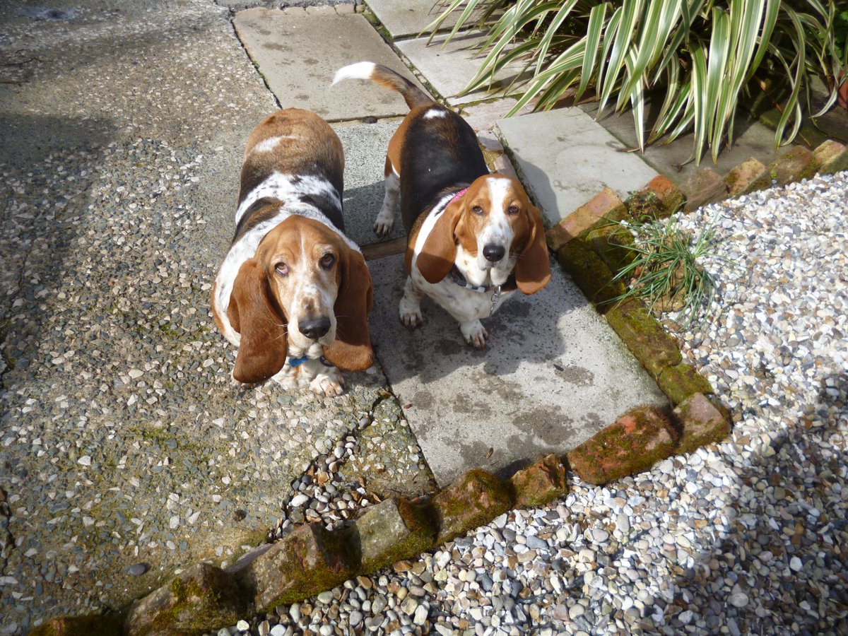ljonesljones14's tweet image. 1 year today since Daisy passed🌈 It still hurts so much💔 I miss her so much. A very special girl. 
She is with Georgie  they were the Best  of pals. 
#SadDay
