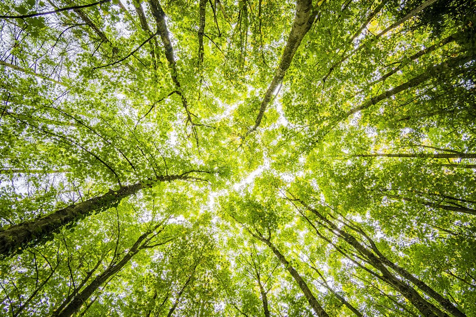 Happy #WorldEnvironmentDay! 🌍 

Let's celebrate the beauty of our landscape by protecting it for future generations. A bus full of passengers takes 75 cars off the road, so you can do your part by making the choice to leave you car keys at home and using the bus instead.