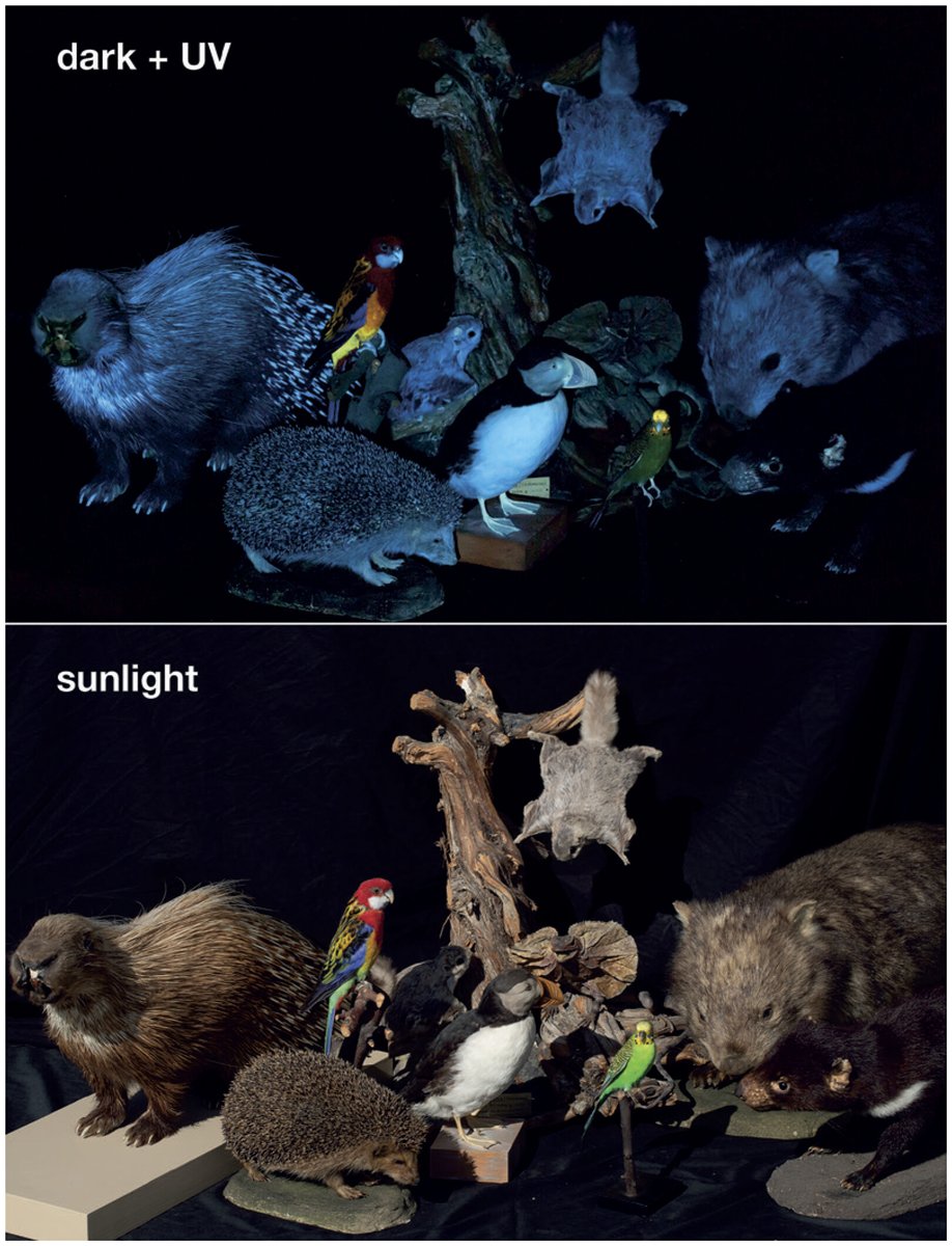 Javier Ábalos (@abalosaurus) on Twitter photo Glowing review in @PnasNews shorturl.at/Eump4! Big shoutout to <a href="/JGoldenbergEvo/">Jonathan Goldenberg</a> and <a href="/MichalNicola1/">Michaël Nicolaï</a> for prompting this collective "ACKHYUALLY..." by wrangling a herd of colour nerds into a coherent discussion on tetrapod fluorescence! Read on for a TLDR summary 1/13 Glowing review in @PnasNews shorturl.at/Eump4! Big shoutout to <a href="/JGoldenbergEvo/">Jonathan Goldenberg</a> and <a href="/MichalNicola1/">Michaël Nicolaï</a> for prompting this collective "ACKHYUALLY..." by wrangling a herd of colour nerds into a coherent discussion on tetrapod fluorescence! Read on for a TLDR summary 1/13