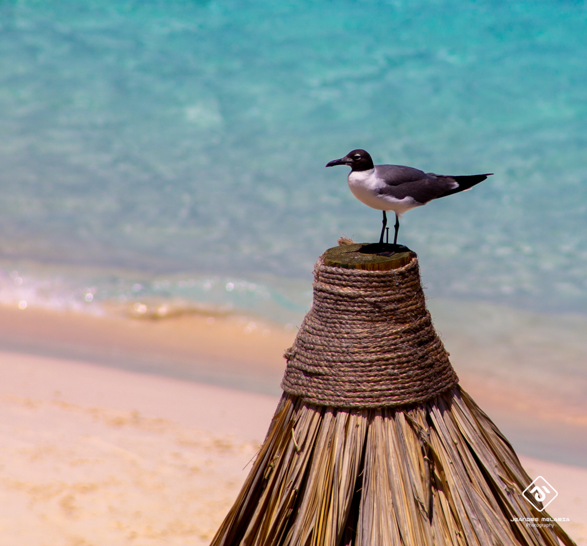 JeandreMelaria's tweet photo. Picture yourself as carefree as this seagull, sitting on the beach umbrella, enjoying the sun. Feel the freedom and love nature's beauty! ☀️🌊🕶️

#NatureLovers #ExploreOutdoors #TravelInspiration #Wanderlust #OutdoorFun #NaturePhotography #ExploreMore #DiscoverNature https://t.co/tPirHovFSY