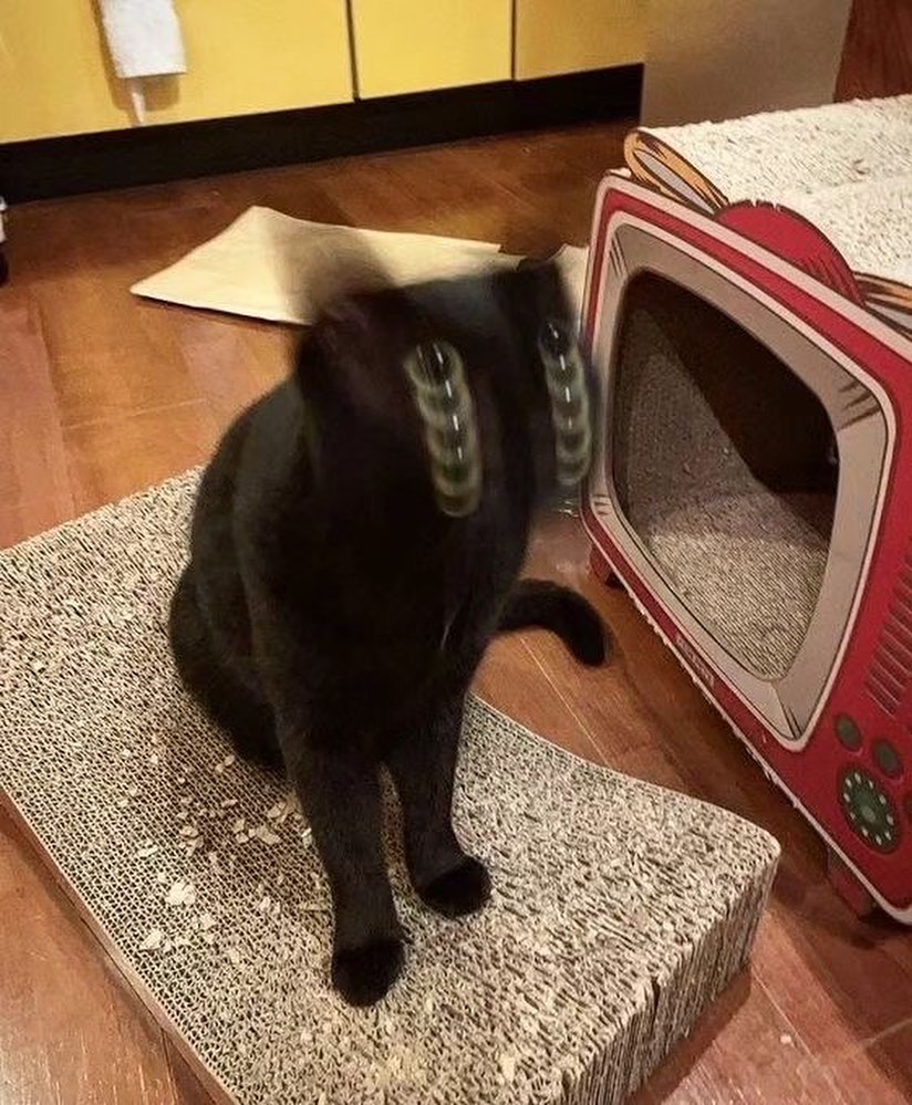 Punch Cat tweet media