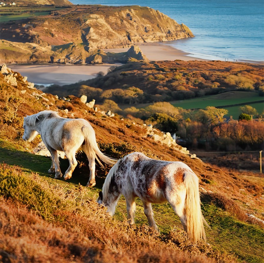 Swansea University tweet media