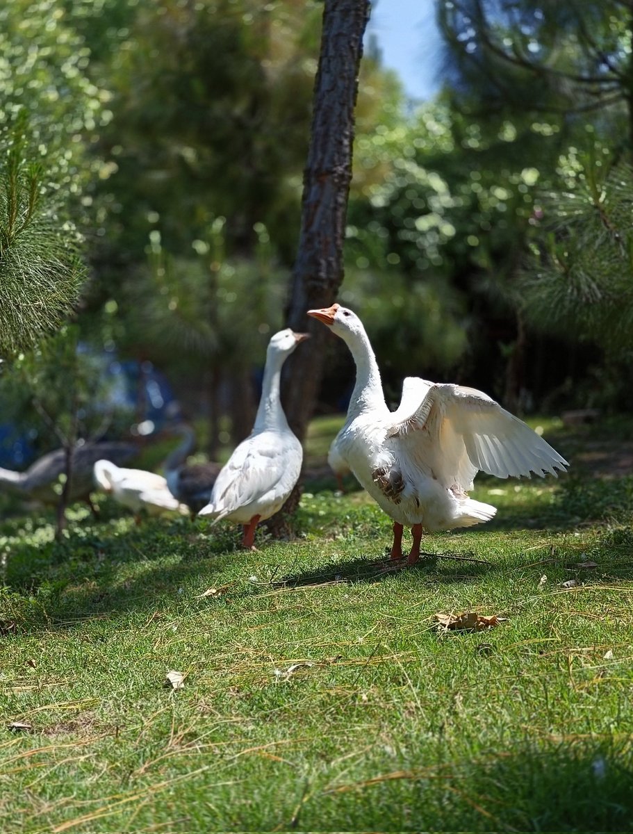 Stiflingtwo4's tweet image. Some Clicks are enough to get into nature 😉 
Clicked By me 
#NatureTherapy #duck #ducks #NatureBeautiful #oppo