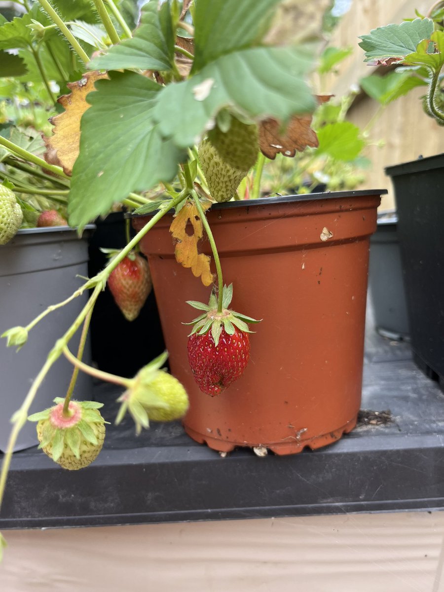 Seeder_Wood's tweet photo. Pick up from @standrewsmajor and straight out into the garden to pick ripe #mefus after learning ‘strawberries’ in Cymraeg today #yum #treasure https://t.co/OoxTVeZguW
