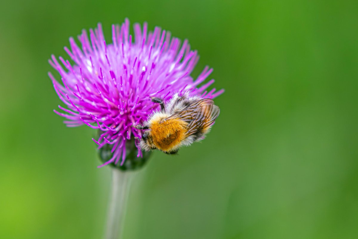 MeInTheMiddleX's tweet image. Over Spaanse jonkers of Kale ruiters😊

Als bloemen 'vreemd' gaan met behulp van de #Insecten kan je leuke bastaarden ontdekken. Dit is er één van twee distel soorten. Lees verder: ⬇️draadje⬇️

#Dag5 van de #fotochallenge #junibloeiers, een initiatief van @vule_rock_nroll
