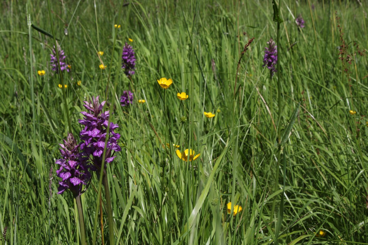 ColinMee's tweet photo. It looks as though it's a record year for orchids here. @RobMacShots https://t.co/OaOFgNVEWm
