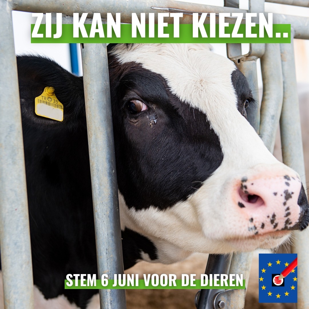 Zij kan niet kiezen, maar jij wel! De lobby van de vee-industrie dwarsboomt betere welzijnsregels voor dieren in NL en in de EU.  Kies daarom diervriendelijke politici en partiijen in het Europees parlement. Hier lees je hoe: ciwf.nl/nieuws/2024/05…