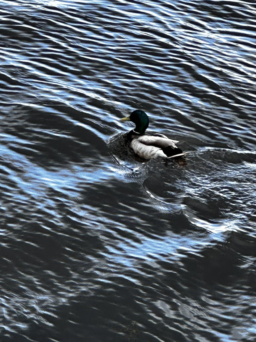 dtbarron's tweet image. The joy of living beside a river #riverclyde #riverwalk #keepactive #goldendoodle