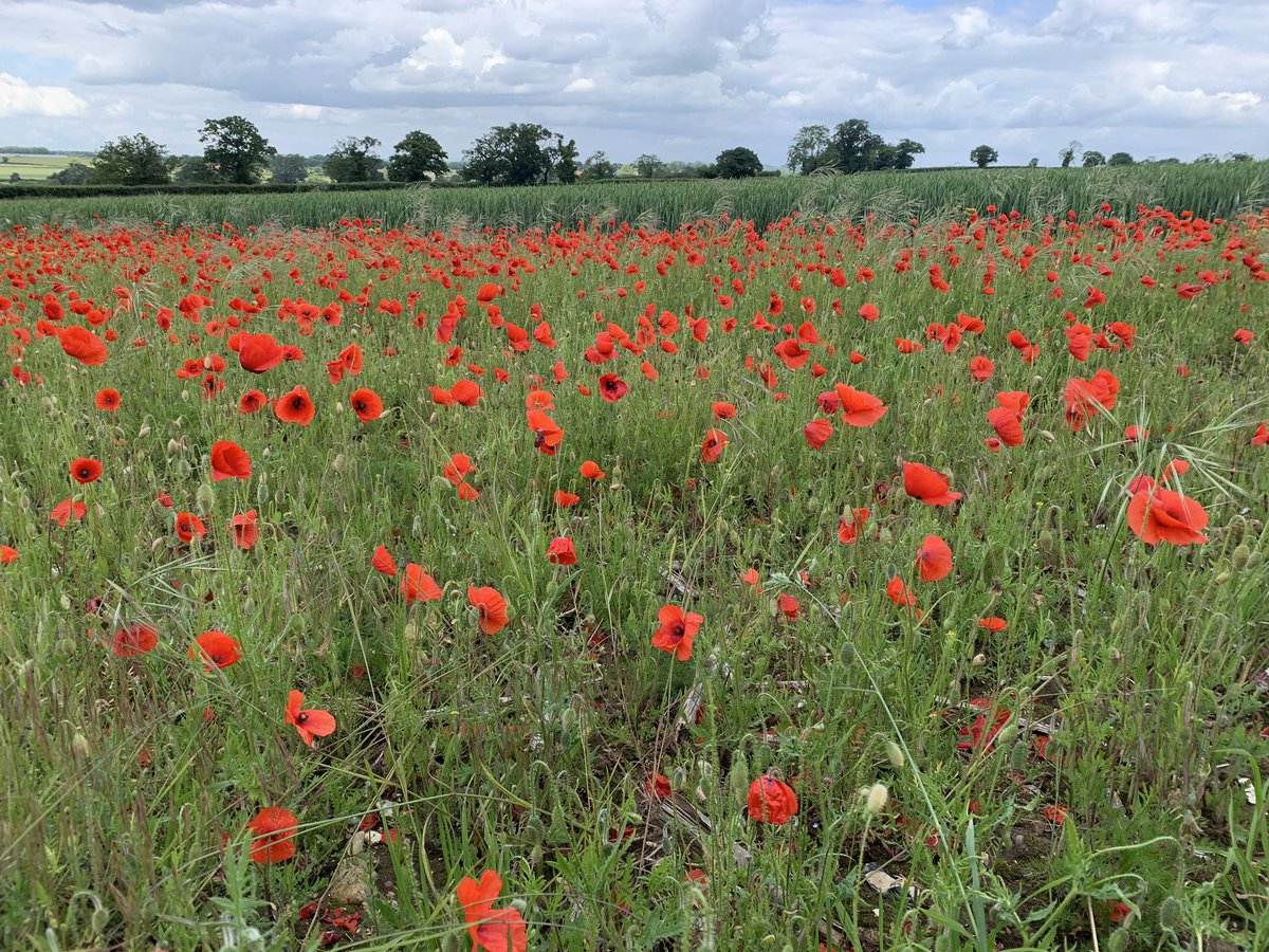 Nature offering a silent bobbing memorial on the eve of #DDay