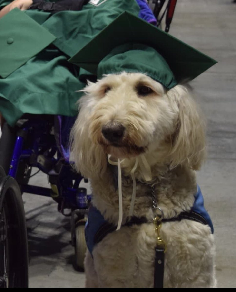 2024 Senior Spotlight: Google has had a very important job as a Service Dog keeping his girl safe and happy throughout most of her school years. Google’s favorite job was being the Brewhaus Dog Bone taste tester 🦴. Thank you Google for your service and being such a good boy!