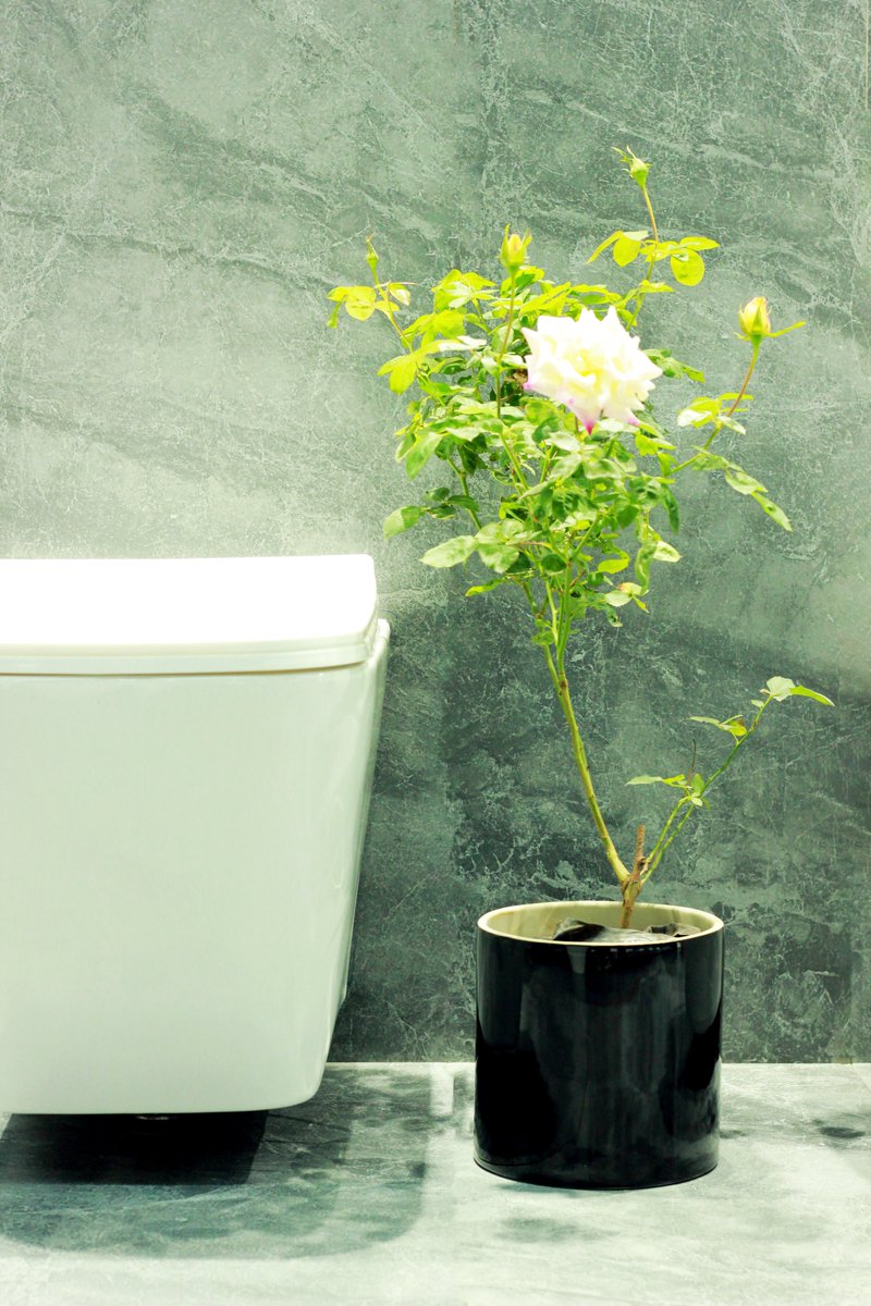 mananda_india's tweet photo. Elevate your bathroom decor with the sleek sophistication of Mananda's Pitch Black ceramic pot. Our Pitch Black pot is not only a striking addition to any space but also versatile, seamlessly integrating into your bathroom decor.
#mananda_passeddowntheages #decor #indoorgardening https://t.co/xueRjeBunX